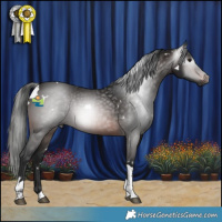 Horse Color:Gray White Spotted Brown Tobiano