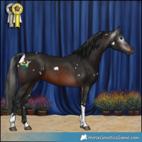 Horse Color:Gray White Spotted Brown Tobiano
