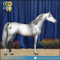 Horse Color:Gray White Spotted Brown Tobiano