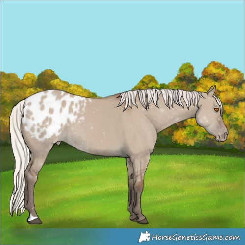Horse Color:Silver Grullo Appaloosa 