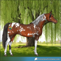 Horse Color:White Spotted Bay Tobiano