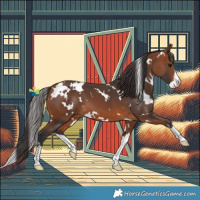 Horse Color:White Spotted Bay Splash 