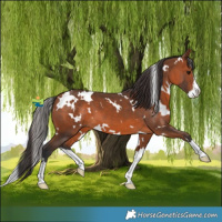 Horse Color:White Spotted Bay Splash
