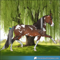 Horse Color:White Spotted Bay Splash