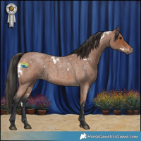 Horse Color:White Spotted Bay Roan