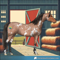 Horse Color:White Spotted Bay Roan 