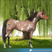 Horse Color:White Spotted Bay Roan 