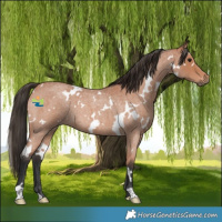 Horse Color:White Spotted Bay Roan 