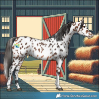Horse Color:Bay Tobiano Appaloosa 