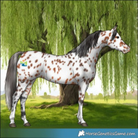 Horse Color:Bay Tobiano Appaloosa