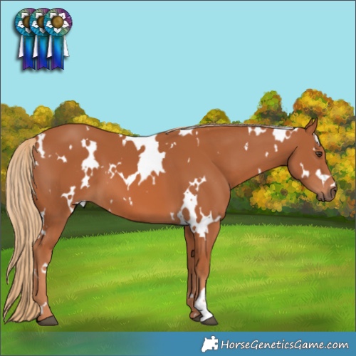 Horse Color:White Spotted Chestnut 
