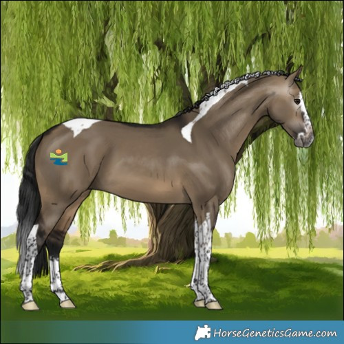 Horse Color:Gray Brown Dun Splash Tobiano 