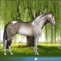 Horse Color:Gray Brown Dun Splash Tobiano
