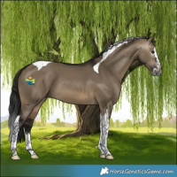 Horse Color:Gray Brown Dun Splash Tobiano 