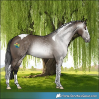 Horse Color:Gray Brown Dun Splash Tobiano 