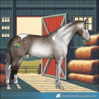 Horse Color:Gray Brown Dun Splash Tobiano
