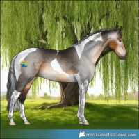 Horse Color:Gray Buckskin Tobiano