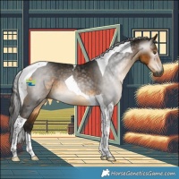 Horse Color:Gray Buckskin Tobiano 