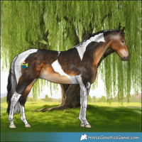 Horse Color:Gray Buckskin Tobiano 