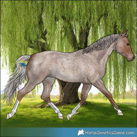 Horse Color:Silver Blue Roan 