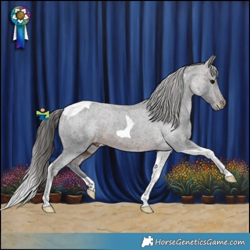 Horse Color:Bay Tobiano Appaloosa 