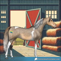 Horse Color:Buckskin Dun Tobiano Appaloosa