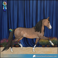Horse Color:Bay Dun