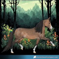 Horse Color:Bay Dun 