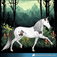Horse Color:White Spotted Bay Splash Tobiano