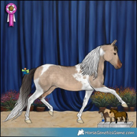 Horse Color:Bay Dun Tobiano 