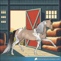 Horse Color:Bay Dun Tobiano 