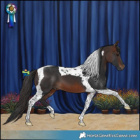 Horse Color:Brown Tobiano 