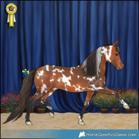 Horse Color:White Spotted Bay 