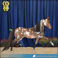 Horse Color:White Spotted Bay 