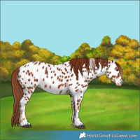 Horse Color:Chestnut Near Leopard 