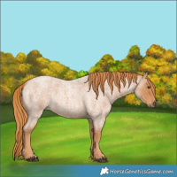 Horse Color:Red Roan