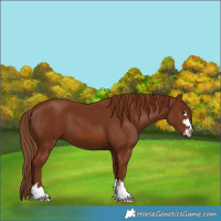 Horse Color:Chestnut 