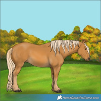 Horse Color:Palomino 