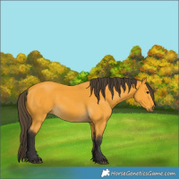 Horse Color:Buckskin 