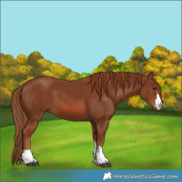 Horse Color:Chestnut 