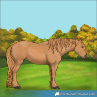 Horse Color:Chestnut 