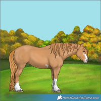 Horse Color:Chestnut 