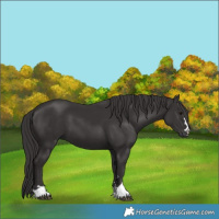 Horse Color:Smoky Black