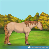 Horse Color:Red Dun 