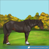 Horse Color:Liver Chestnut 