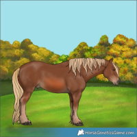 Horse Color:Chestnut 