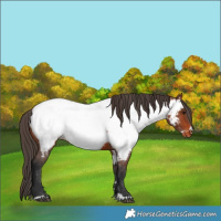 Horse Color:Bay Near Fewspot 