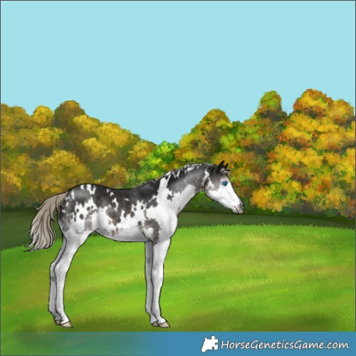 Horse Color:Gray White Spotted Silver Smoky Black Splash 
