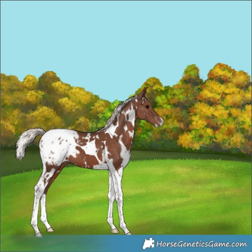 Horse Color:White Spotted Silver Black Tobiano Appaloosa