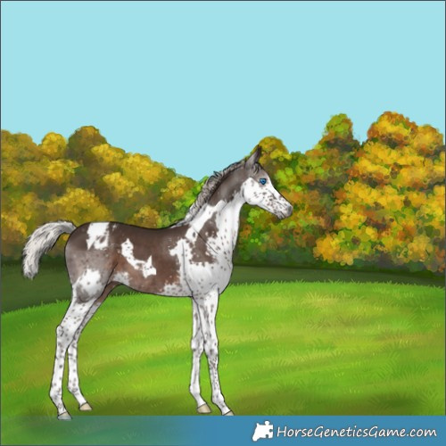 Horse Color:Gray Silver Black Splash Tobiano Appaloosa